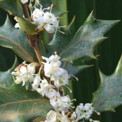 Osmanthus heterophyllus